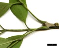 SpeciesSub: var. toumeyi SpeciesSub: var. toumeyi